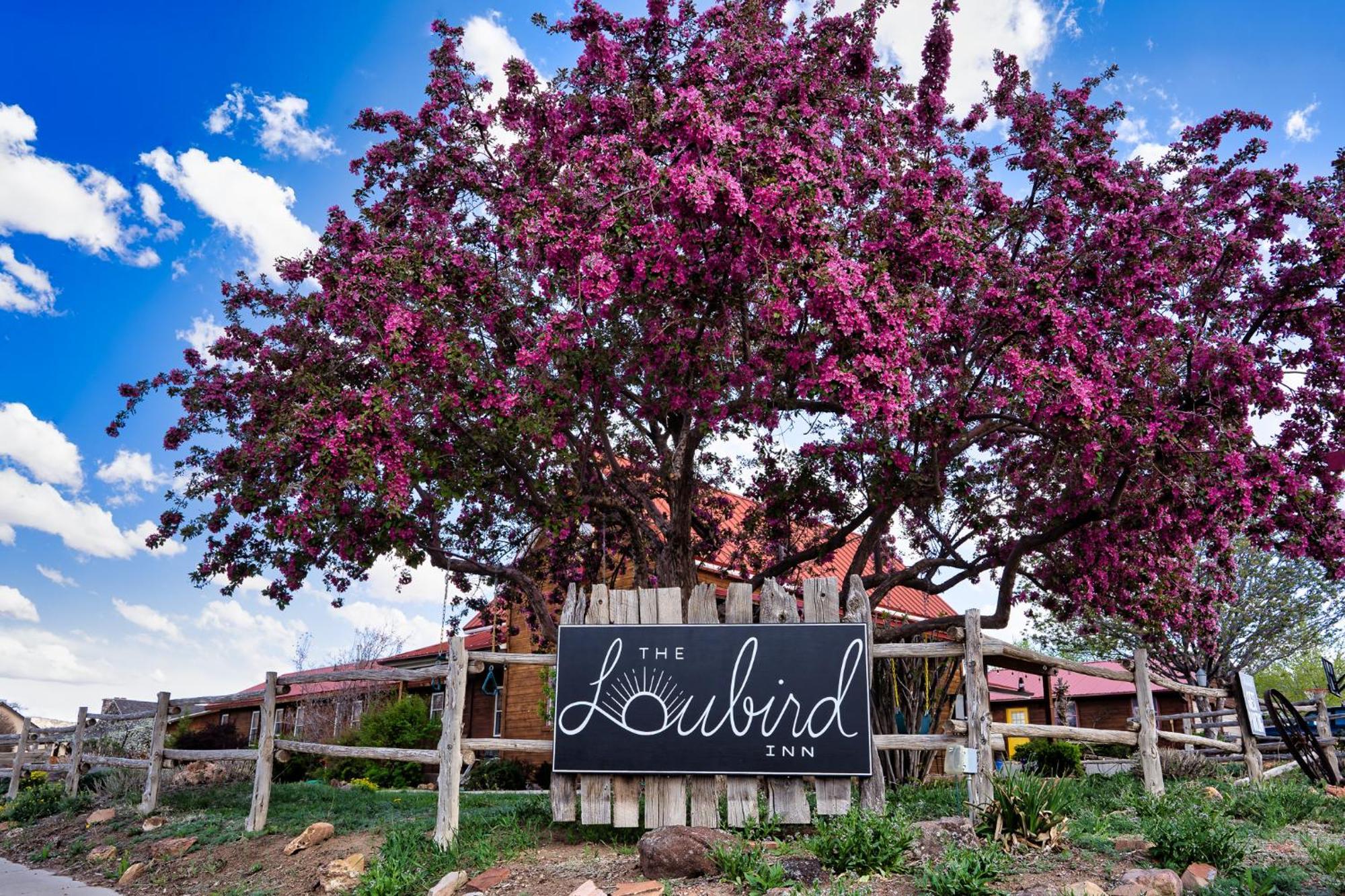 The Loubird Inn Escalante Bagian luar foto